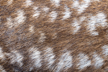 Baby deer's fur.
