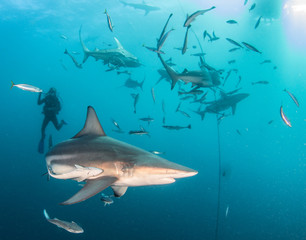 Blacktip Shark
