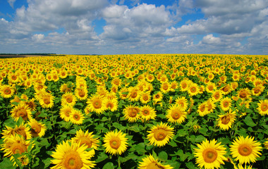 Fototapeta premium field of blooming sunflowers