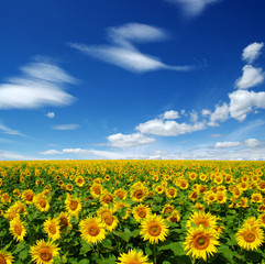 field of blooming sunflowers