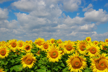 Fototapeta premium field of blooming sunflowers