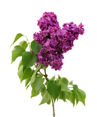 Lilac flower isolated on white