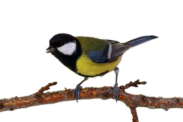 great tit on a branch