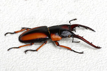 Stag beetle isolated on white
