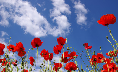 Red poppies on field