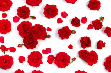 Red roses on white