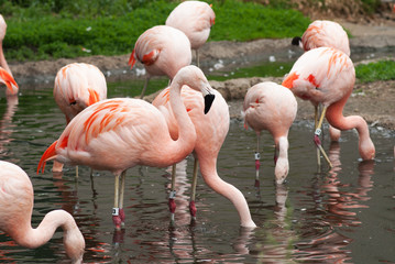 Flamingos