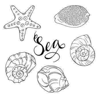Set of seashells isolated on white background. Hand lettering. Hand drawn vector illustration.