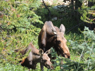 Fototapeta premium Momma Moose