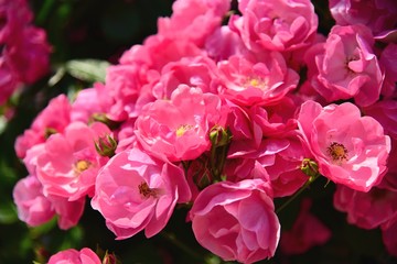 フラワーガーデン