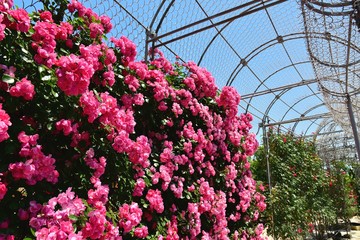 Fototapeta premium フラワーガーデン