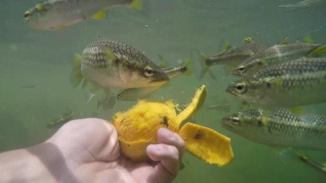 Man feeding fish with hands of ripe mango