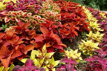 初夏のガーデン