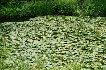 初夏のガーデン