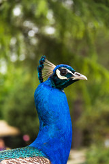Male peacock-2
