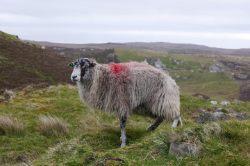 Scottish Blackface Sheep, outer hebrides - 163568735