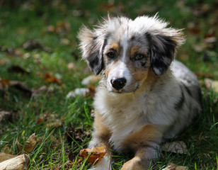 Australian Shepherd