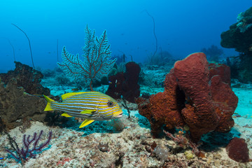 Fototapeta na wymiar Süsslippe im Korallenriff