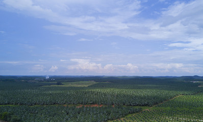 Arial view of oil palm plantation on east Asia