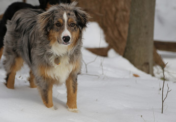 Australian Shepherd