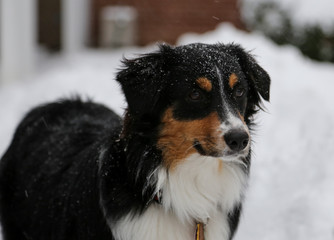 Australian Shepherd