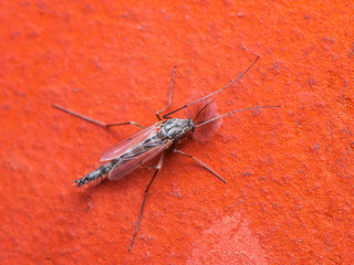 Malaria or Zika Virus Infected Mosquito on Red Background