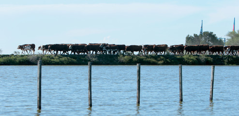 Fazenda de gado no Rio Grande do Sul