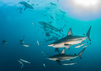 Blacktip shark