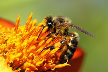 Honeybee on orange flower in the garden, closeup, macro photo