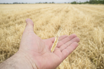 Fototapeta na wymiar Mature farmer hand holding a yellow wheat ear just picked