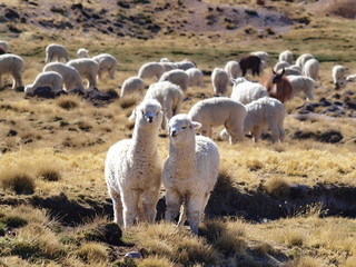 alpacas 