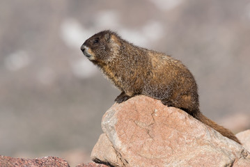 Marmot Resting on Rock at the Top of Mount Evans, Colorado