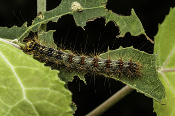 Large gypsy moth caterpillar sitting on a tree leaf that has been chewed on by the very distructive insect.