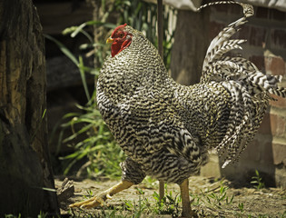 Farm Rooster