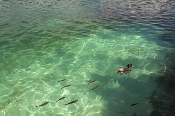 Obraz premium Duck and fish