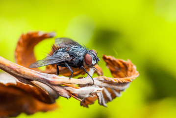 Diptera Fly Insect on Twig