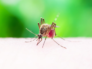Malaria or Zika Virus Infected Mosquito Insect Bite Isolated on White