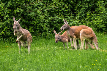 Rote Riesenkängurus