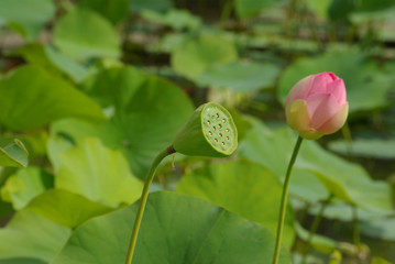 Graine et fleur de lotus au jardin au printemps