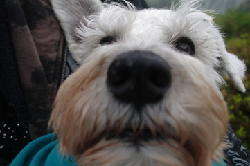 ミニチュアシュナウザー