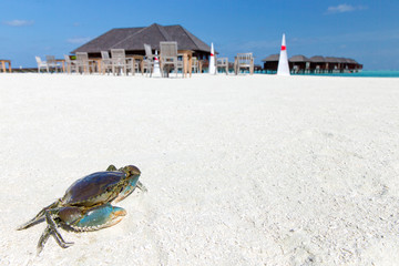 crab on beach