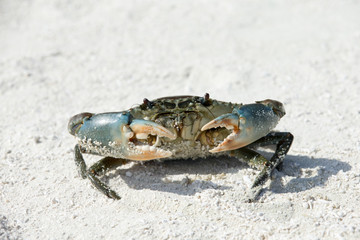 crab on beach