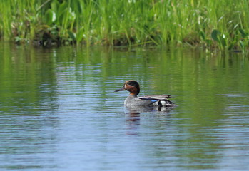Male Teal gadwall swims among the brushwood in Siberia