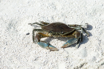 crab on beach