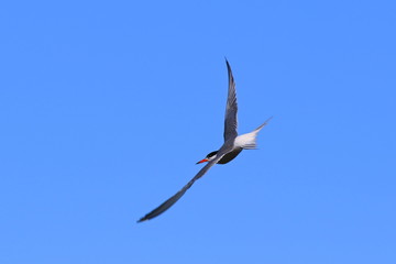 Sterna paradisaea. Arctic tern in flight in the summer in Siberia