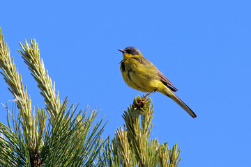 Motacilla tschutschensis. Beringian yellow Wagtail in summer in Siberia