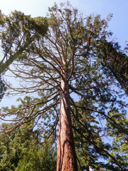 Fototapeta premium Big old sequoia, attractive tree in Nikitsky Botanic garden (Crimea, Russia)