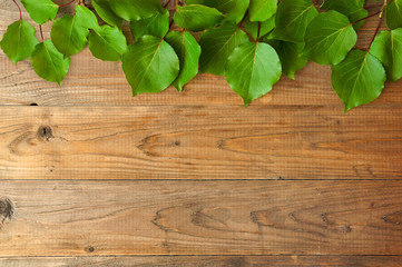 green leaves on a wooden table. Apricot