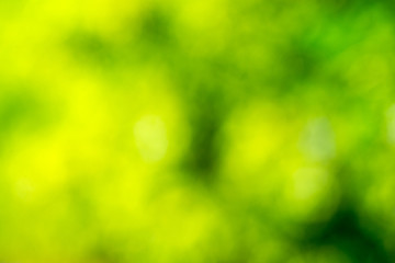 Obraz premium Natural green a blurred background