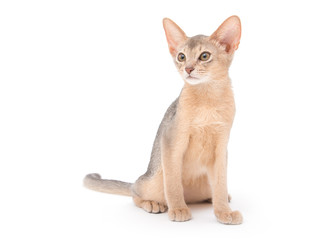 cat on white background